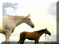 metropol-dalipan.jpg (60015 B)